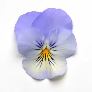 Picture Credit - Ball Horticultural Company