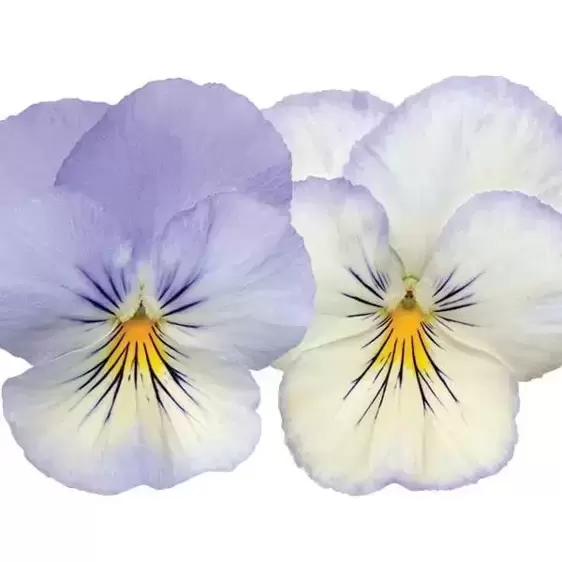 Picture Credit - Ball Horticultural Company