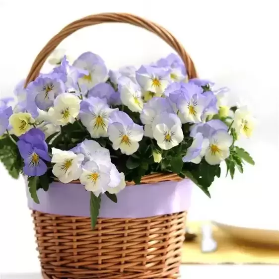 Picture Credit - Ball Horticultural Company