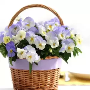 Picture Credit - Ball Horticultural Company