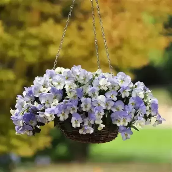Picture Credit - Ball Horticultural Company