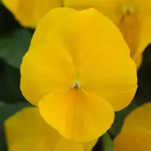 Picture Credit - Ball Horticultural Company