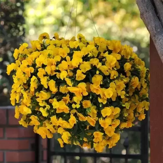 Picture Credit - Ball Horticultural Company