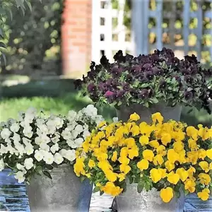 Picture Credit - Ball Horticultural Company