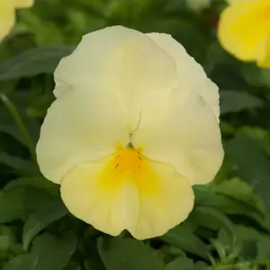 Picture Credit - Ball Horticultural Company