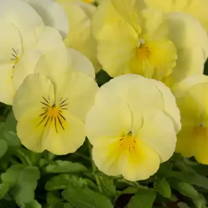 Picture Credit - Ball Horticultural Company