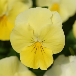 Picture Credit - Ball Horticultural Company