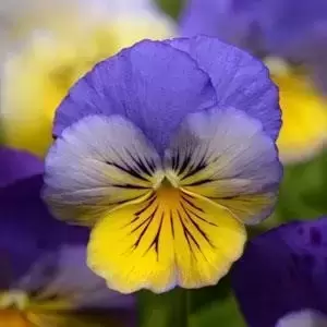 Picture Credit - Ball Horticultural Company
