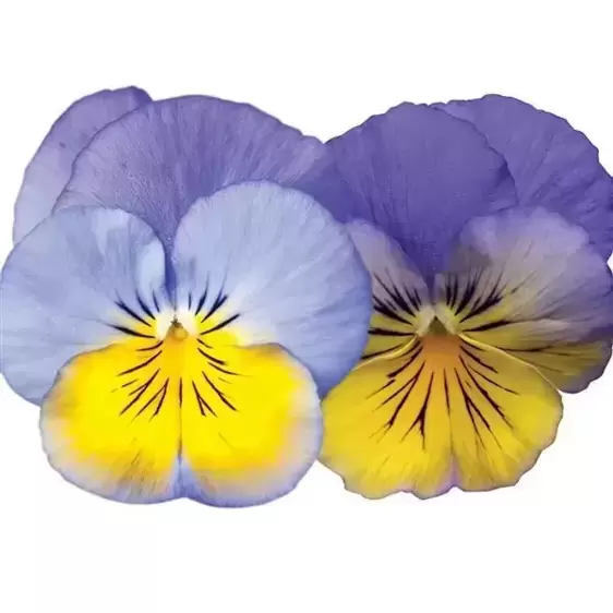 Picture Credit - Ball Horticultural Company