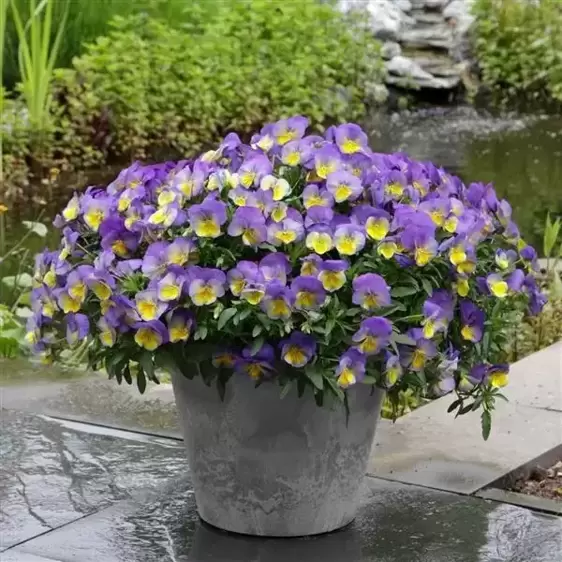 Picture Credit - Ball Horticultural Company