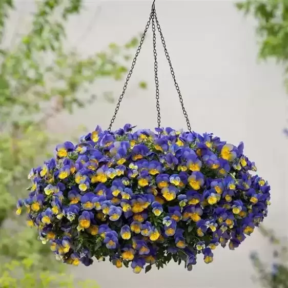 Picture Credit - Ball Horticultural Company