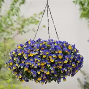 Picture Credit - Ball Horticultural Company