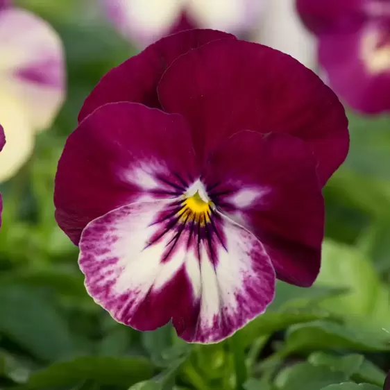 Picture Credit - Ball Horticultural Company