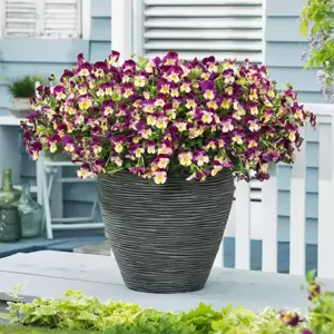 Picture Credit - Ball Horticultural Company