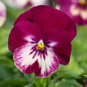 Picture Credit - Ball Horticultural Company