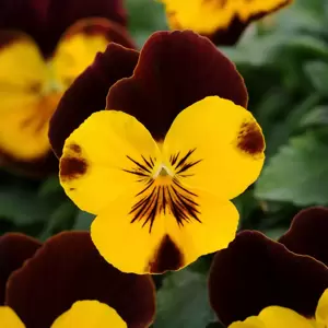 Picture Credit - Ball Horticultural Company