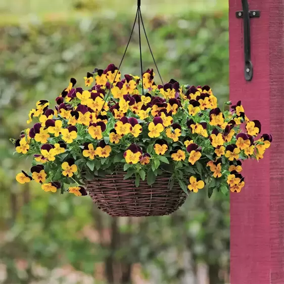 Picture Credit - Ball Horticultural Company