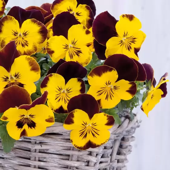 Picture Credit - Ball Horticultural Company