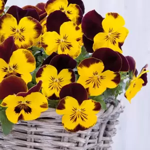 Picture Credit - Ball Horticultural Company