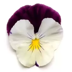 Pansy Cool Wave 'Violet Wing' - image 1