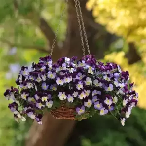 Pansy Cool Wave 'Violet Wing' - image 3