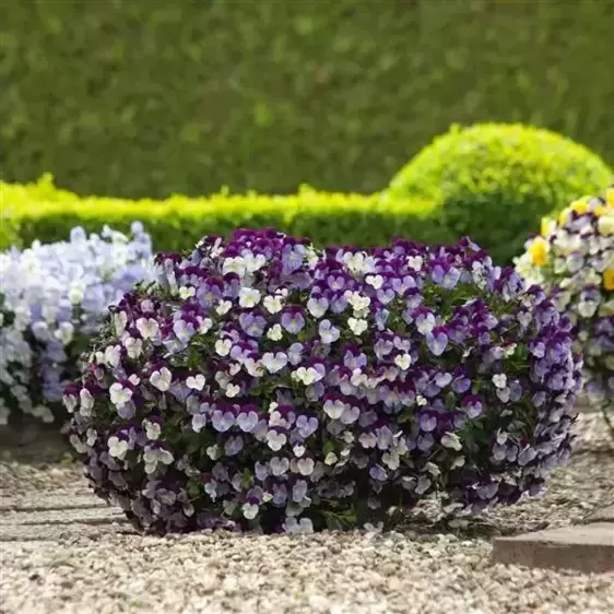 Pansy Cool Wave 'Violet Wing' - image 4