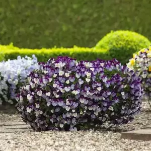 Pansy Cool Wave 'Violet Wing' - image 4