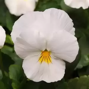 Pansy Cool Wave 'White' - image 1