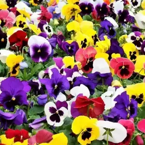 Pansy Mixed 20 Pack
