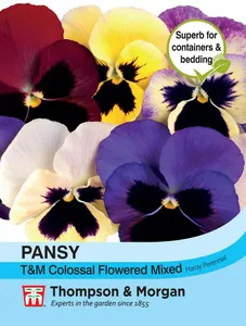 Pansy T&M Colossal Flowered Mixed - image 1