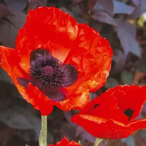 Papaver orientale 'Allegro' 1L