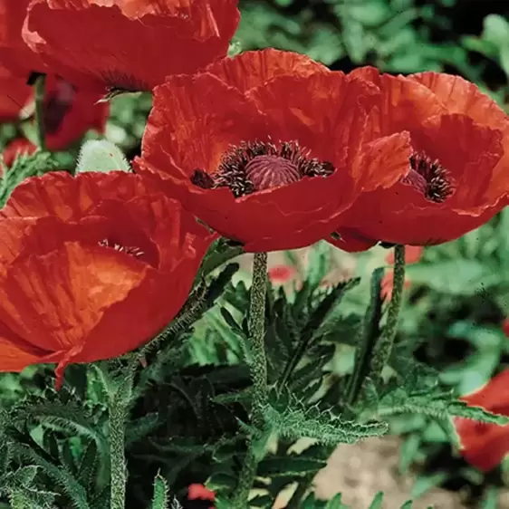 Papaver orientale 'Beauty of Livermere' 1L - image 2