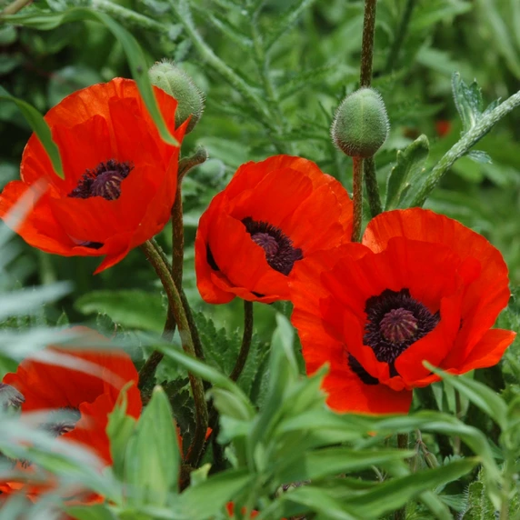 Papaver orientale 'Beauty of Livermere' 2L