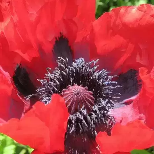 Papaver orientale 'Beauty of Livermere' 1L - image 1