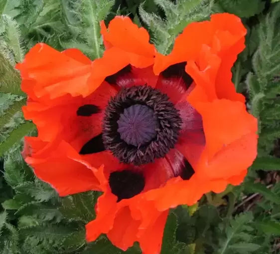 Papaver orientale 'Brilliant' 1L