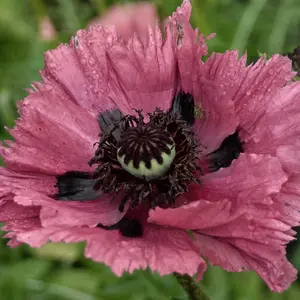 Papaver orientale 'Manhattan'