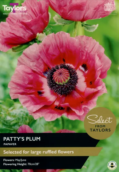 Papaver Patty's Plum