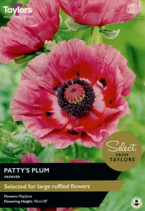 Papaver Patty's Plum