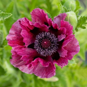 Papaver orientale 'Patty's Plum' 2L