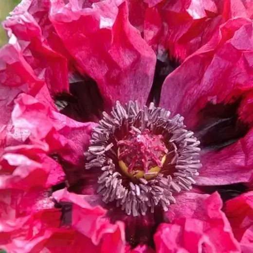 Papaver orientale 'Patty's Plum' 2L - image 1