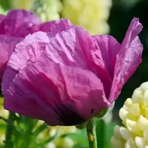 Papaver orientale 'Patty's Plum' 2L - image 2