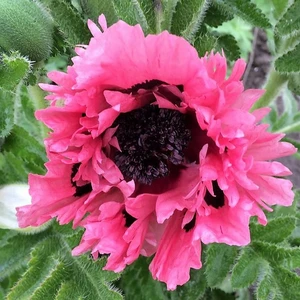 Papaver orientale 'Pink Perfection'