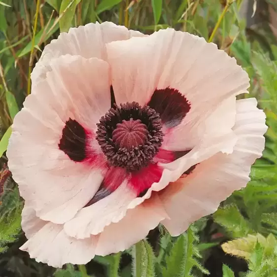 Papaver orientale 'Princess Victoria Louise' 1L