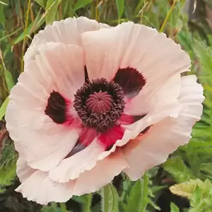 Papaver orientale 'Princess Victoria Louise' 3L