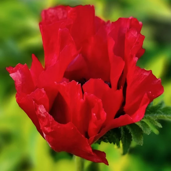 Papaver orientale 'Red Rumble' 3L - image 5