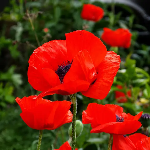 Papaver orientale 'Rembrandt'