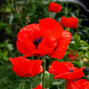 Papaver orientale 'Rembrandt'