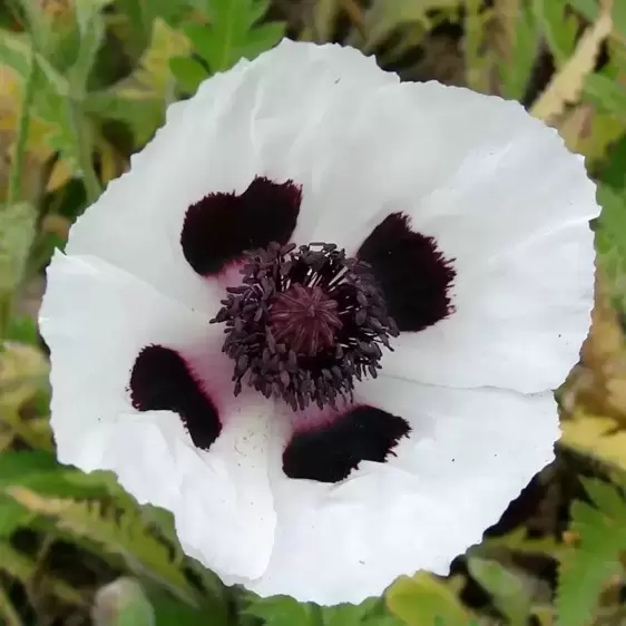 Papaver orientale 'Royal Wedding' 1L