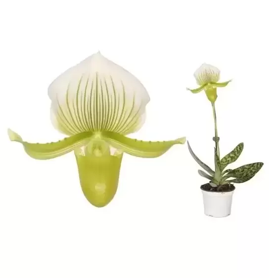 Paphiopedilum x maudiae 'Femma' - image 2