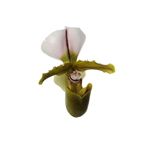 Paphiopedilum 'Milano' - image 2